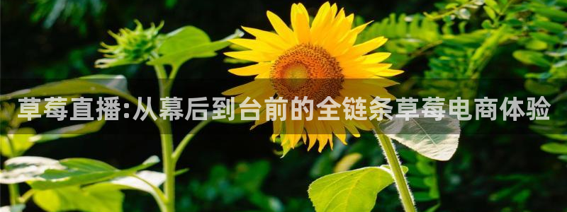 柠檬直播 篮球：草莓直播:从幕后到台前的全链条草莓电商体验